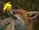 Аватар для foxy